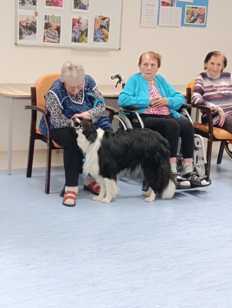 Dixie jako součást cílené aktivizace v péči o seniory🐾 2
