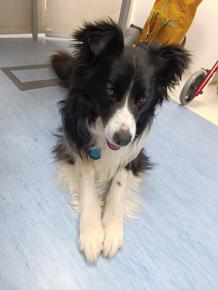 Dixie jako součást cílené aktivizace v péči o seniory🐾 8